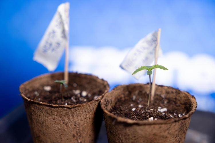 Nectar Drip - Zamnesia X Tical. Week 0