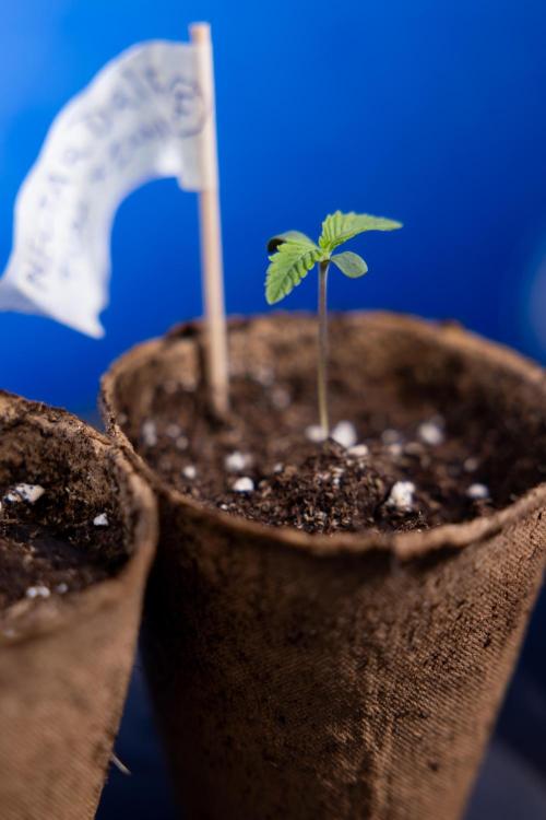 Nectar Drip - Zamnesia X Tical. Week 0