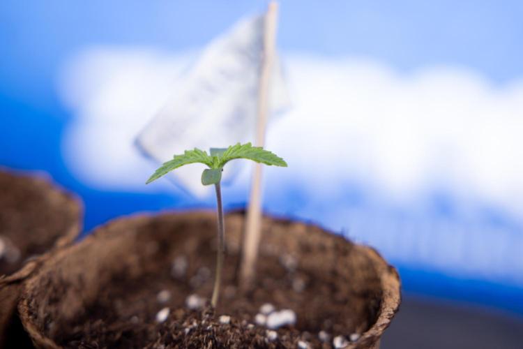 Nectar Drip - Zamnesia X Tical. Week 0