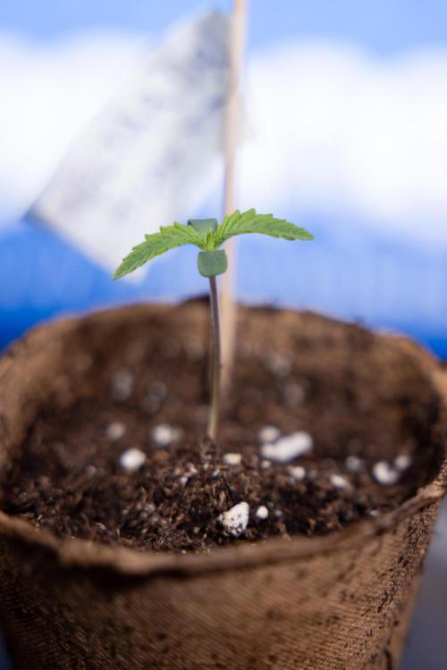 Nectar Drip - Zamnesia X Tical. Week 0