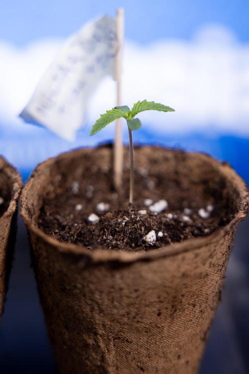 Nectar Drip - Zamnesia X Tical. Week 0