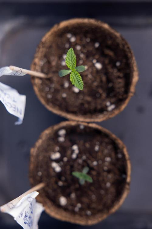 Nectar Drip - Zamnesia X Tical. Week 0