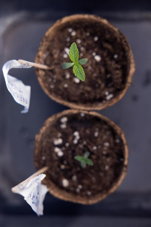 Nectar Drip - Zamnesia X Tical. Week 0