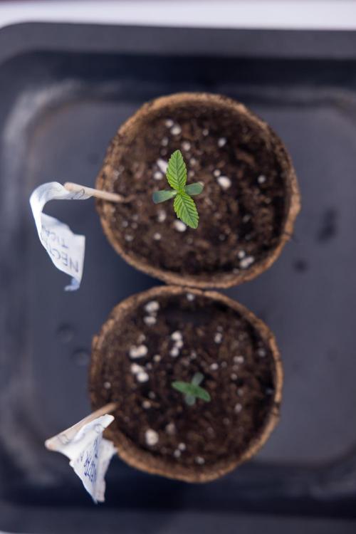 Nectar Drip - Zamnesia X Tical. Week 0