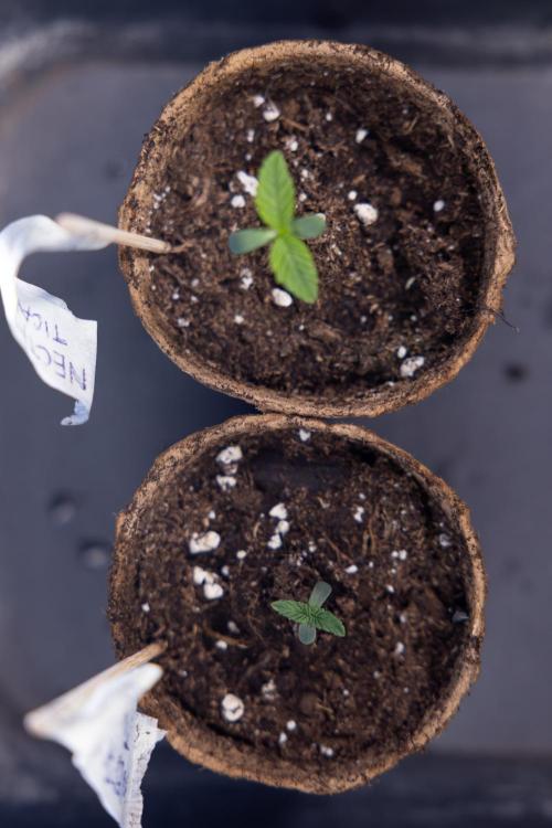 Nectar Drip - Zamnesia X Tical. Week 0