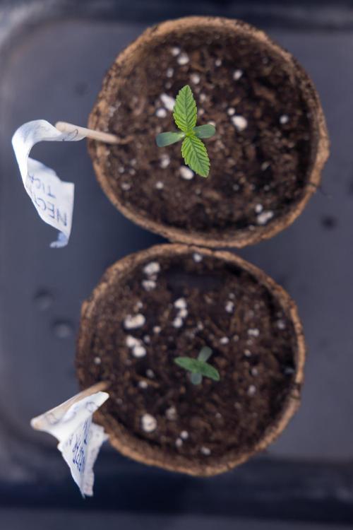 Nectar Drip - Zamnesia X Tical. Week 0