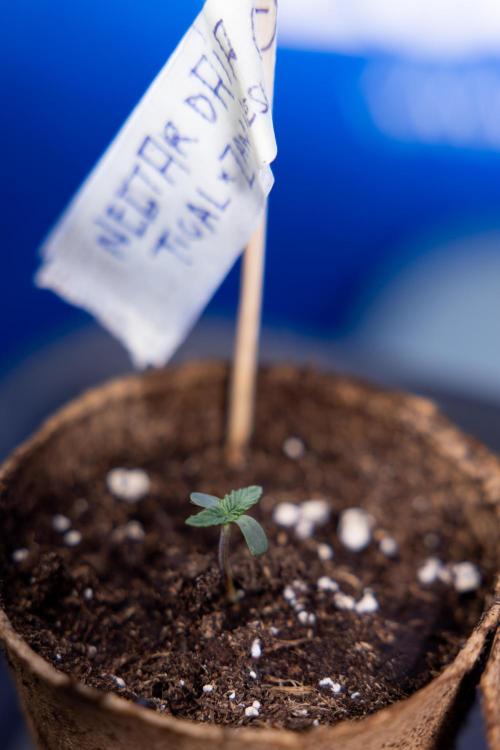 Nectar Drip - Zamnesia X Tical. Week 0