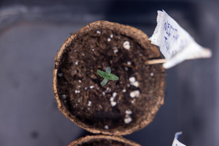 Nectar Drip - Zamnesia X Tical. Week 0