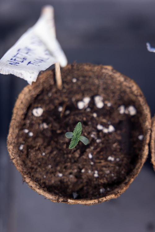 Nectar Drip - Zamnesia X Tical. Week 0