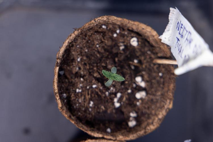 Nectar Drip - Zamnesia X Tical. Week 0