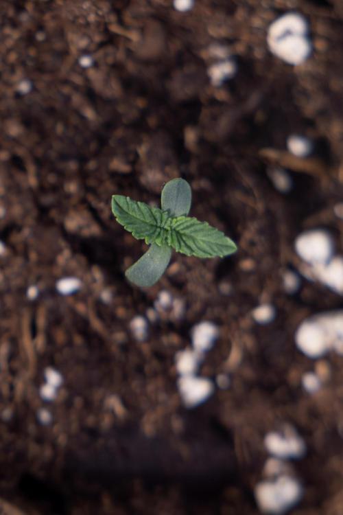 Nectar Drip - Zamnesia X Tical. Week 0