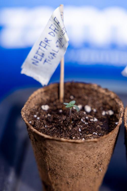 Nectar Drip - Zamnesia X Tical. Week 0