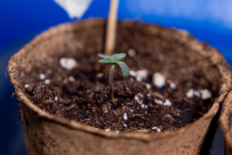 Nectar Drip - Zamnesia X Tical. Week 0