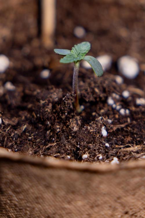 Nectar Drip - Zamnesia X Tical. Week 0