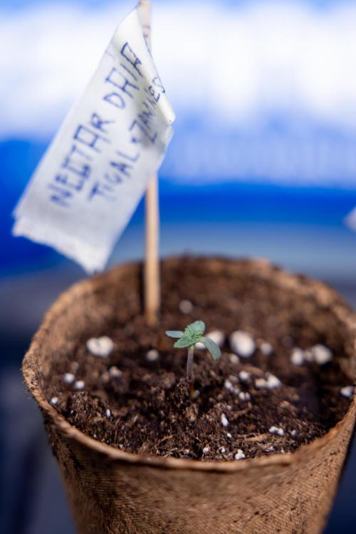 Nectar Drip - Zamnesia X Tical. Week 0