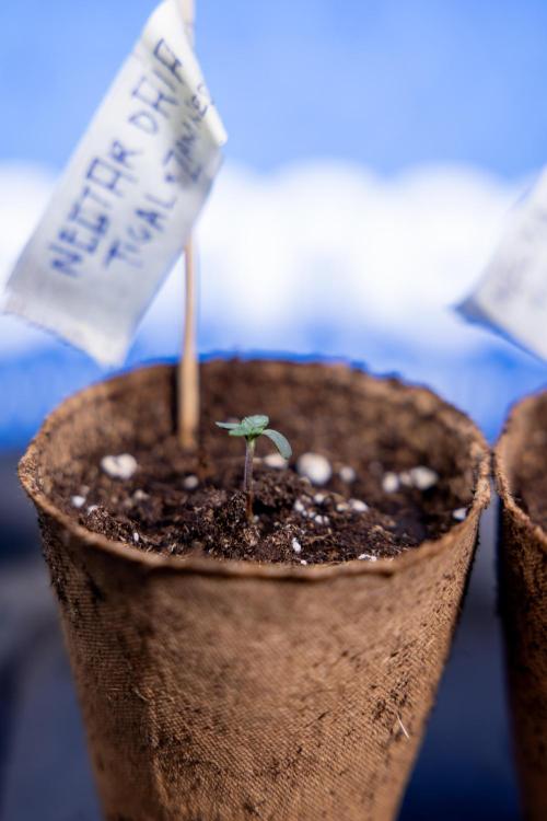 Nectar Drip - Zamnesia X Tical. Week 0