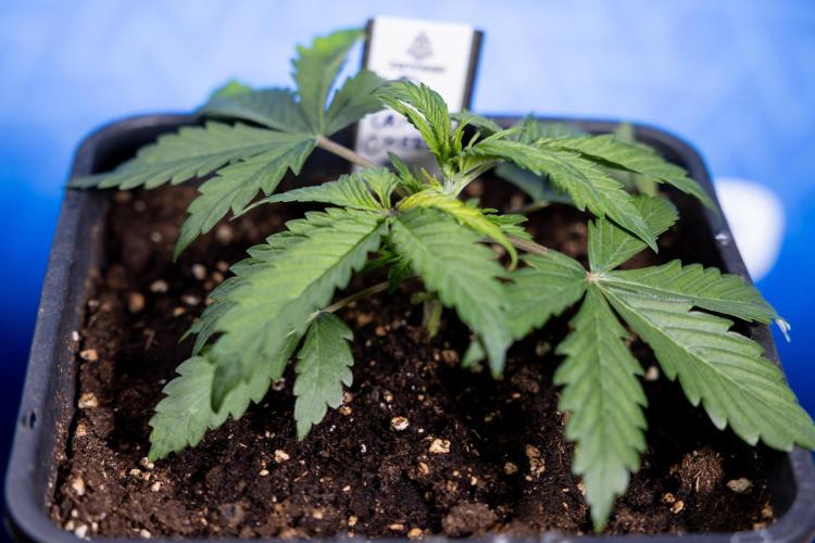 Critical Cheese Auto II - Zamnesia x B&B. Week 2 - Critical Cheese II - Veg - Day 16