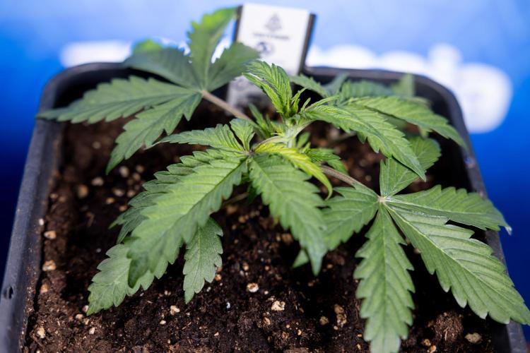 Critical Cheese Auto II - Zamnesia x B&B. Week 2 - Critical Cheese II - Veg - Day 16