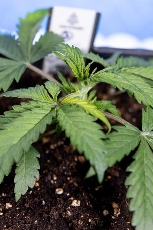 Critical Cheese Auto II - Zamnesia x B&B. Week 2 - Critical Cheese II - Veg - Day 16