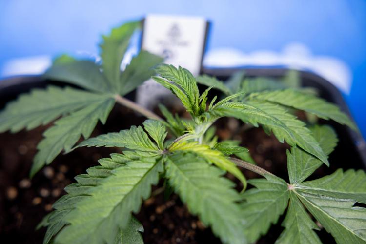 Critical Cheese Auto II - Zamnesia x B&B. Week 2 - Critical Cheese II - Veg - Day 16