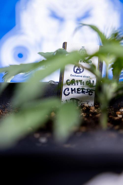 Critical Cheese Auto II - Zamnesia x B&B. Week 2 - Critical Cheese II - Veg - Day 16