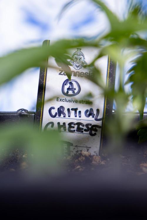 Critical Cheese Auto II - Zamnesia x B&B. Week 2 - Critical Cheese II - Veg - Day 16