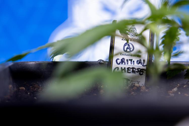 Critical Cheese Auto II - Zamnesia x B&B. Week 2 - Critical Cheese II - Veg - Day 16