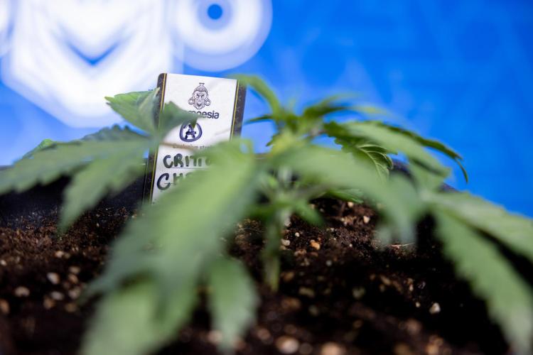 Critical Cheese Auto II - Zamnesia x B&B. Week 2 - Critical Cheese II - Veg - Day 16