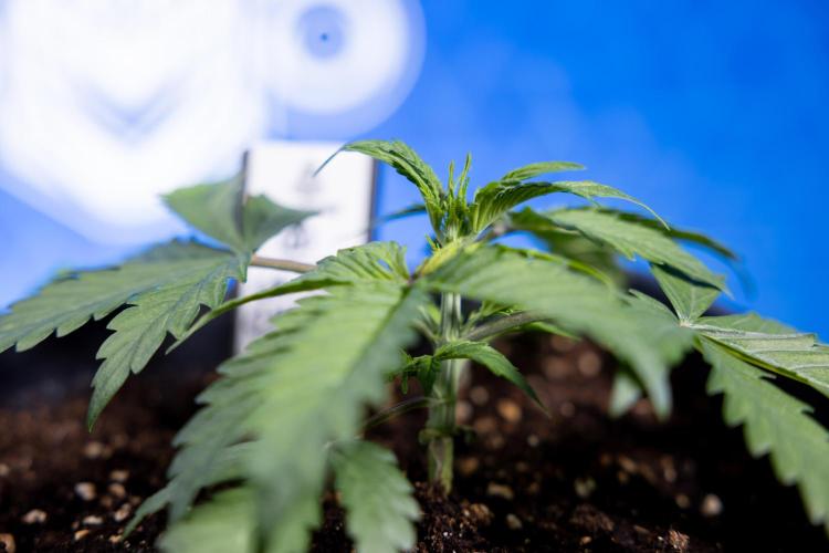 Critical Cheese Auto II - Zamnesia x B&B. Week 2 - Critical Cheese II - Veg - Day 16