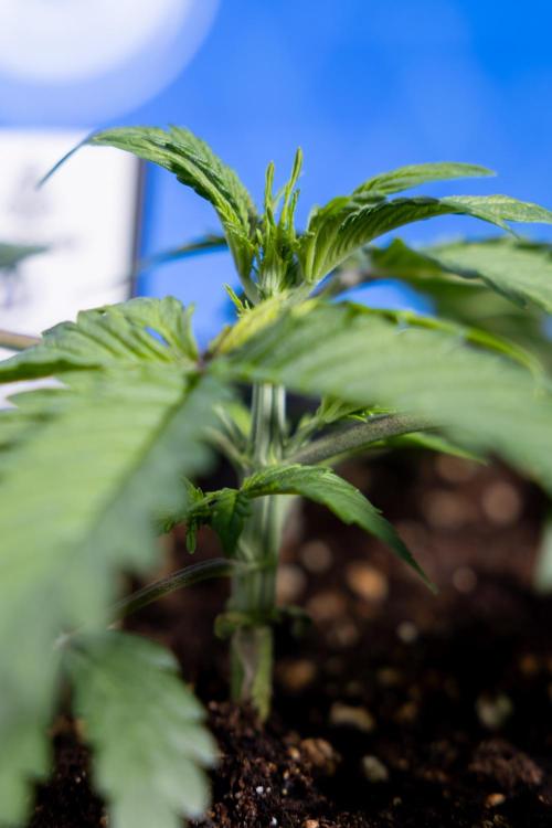 Critical Cheese Auto II - Zamnesia x B&B. Week 2 - Critical Cheese II - Veg - Day 16