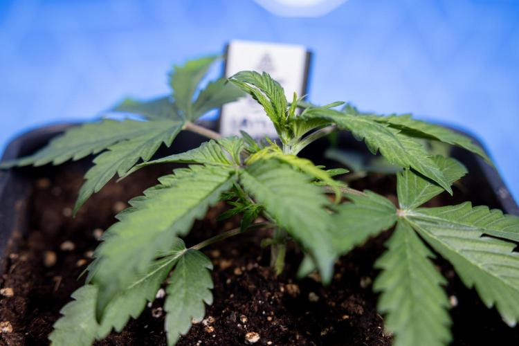 Critical Cheese Auto II - Zamnesia x B&B. Week 2 - Critical Cheese II - Veg - Day 16