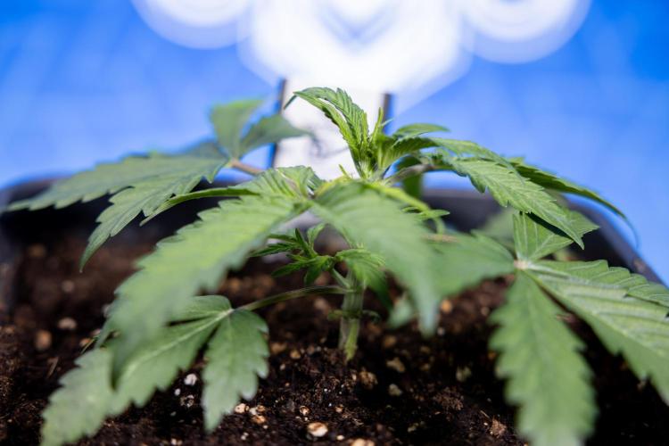 Critical Cheese Auto II - Zamnesia x B&B. Week 2 - Critical Cheese II - Veg - Day 16