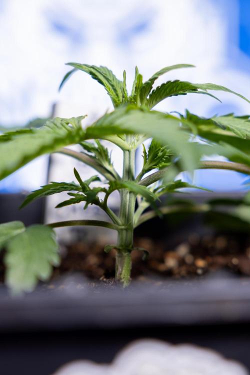 Critical Cheese Auto II - Zamnesia x B&B. Week 2 - Critical Cheese II - Veg - Day 16