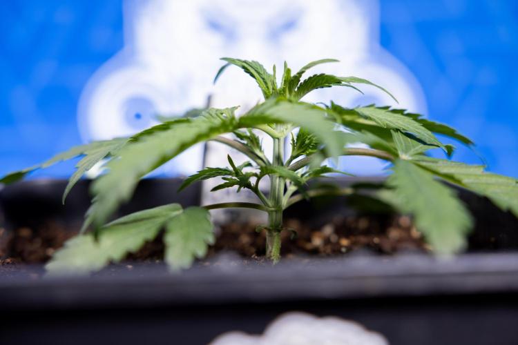 Critical Cheese Auto II - Zamnesia x B&B. Week 2 - Critical Cheese II - Veg - Day 16