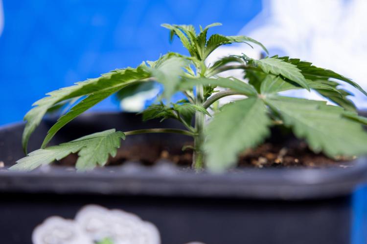 Critical Cheese Auto II - Zamnesia x B&B. Week 2 - Critical Cheese II - Veg - Day 16