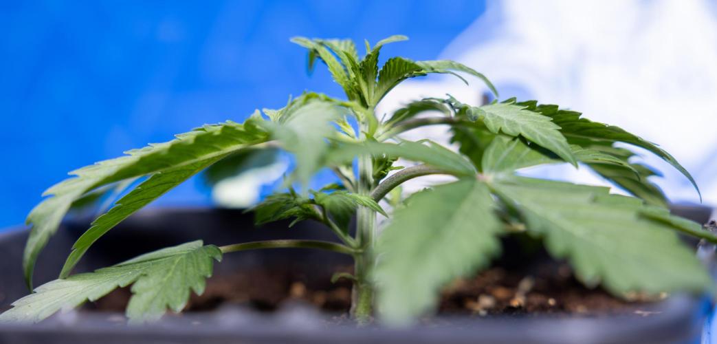 Critical Cheese Auto II - Zamnesia x B&B. Week 2 - Critical Cheese II - Veg - Day 16