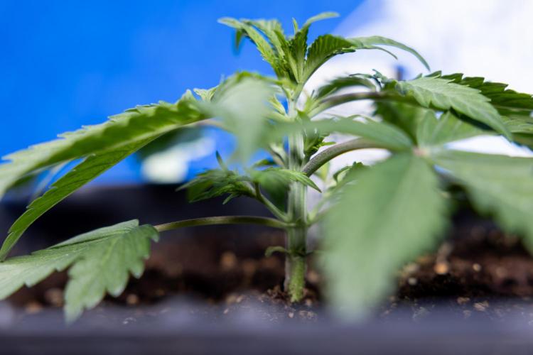 Critical Cheese Auto II - Zamnesia x B&B. Week 2 - Critical Cheese II - Veg - Day 16