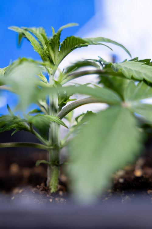Critical Cheese Auto II - Zamnesia x B&B. Week 2 - Critical Cheese II - Veg - Day 16
