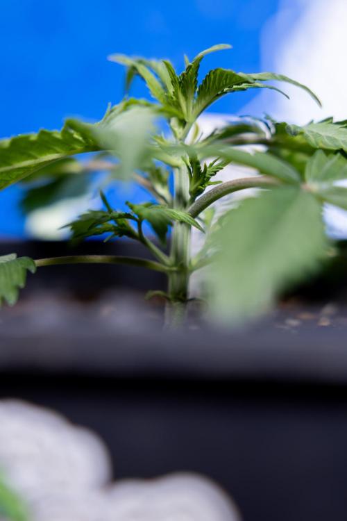 Critical Cheese Auto II - Zamnesia x B&B. Week 2