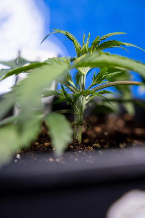 Critical Cheese Auto II - Zamnesia x B&B. Week 2