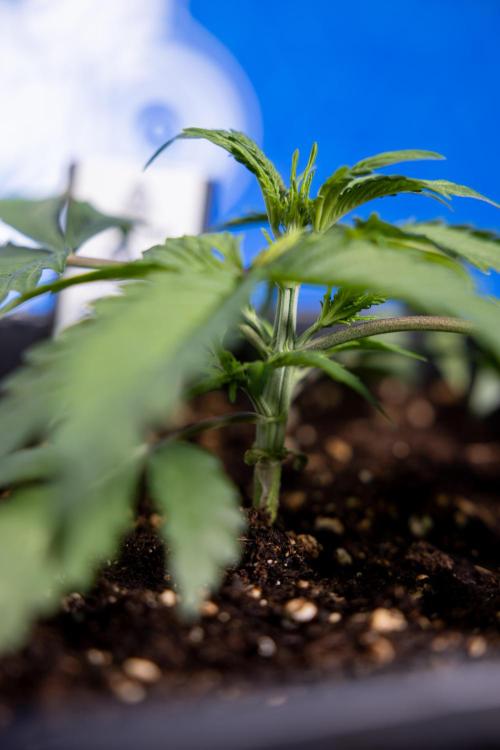 Critical Cheese Auto II - Zamnesia x B&B. Week 2 - Critical Cheese II - Veg - Day 16