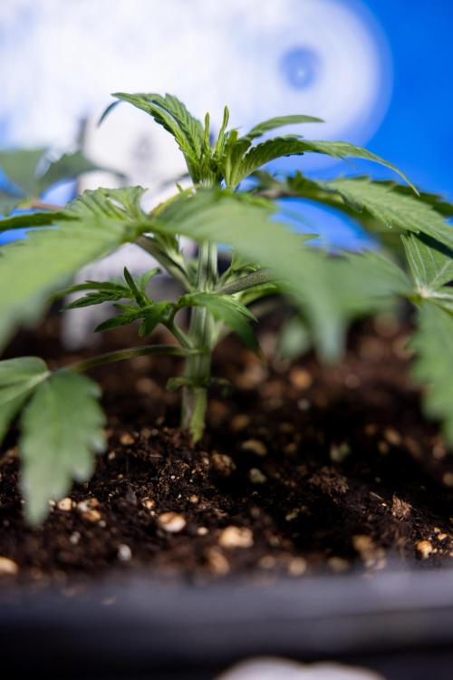 Critical Cheese Auto II - Zamnesia x B&B. Week 2 - Critical Cheese II - Veg - Day 16