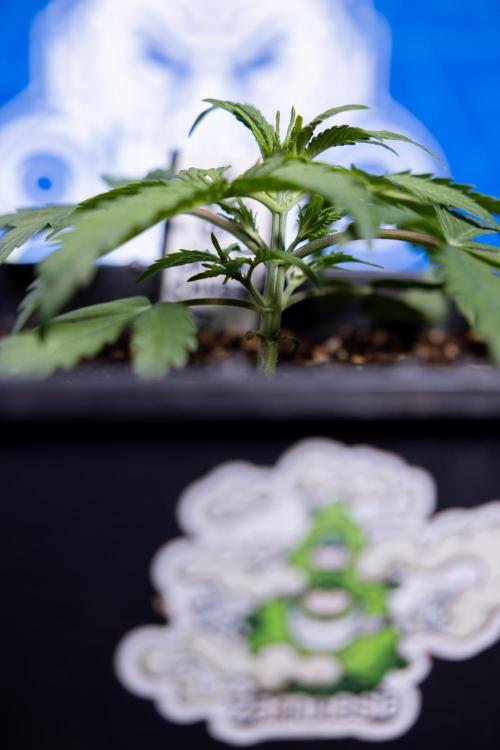 Critical Cheese Auto II - Zamnesia x B&B. Week 2 - Critical Cheese II - Veg - Day 16