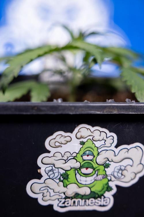 Critical Cheese Auto II - Zamnesia x B&B. Week 2 - Critical Cheese II - Veg - Day 16