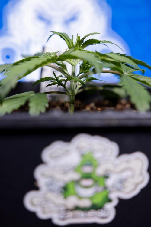 Critical Cheese Auto II - Zamnesia x B&B. Week 2 - Critical Cheese II - Veg - Day 16