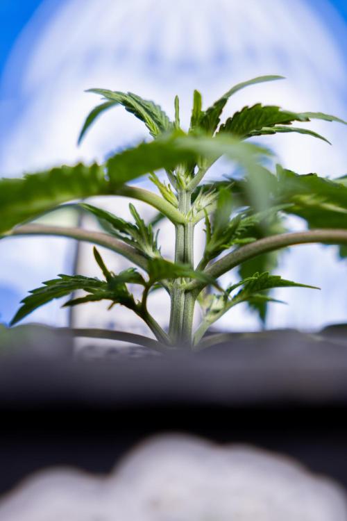 Critical Cheese Auto II - Zamnesia x B&B. Week 2 - Critical Cheese II - Veg - Day 16