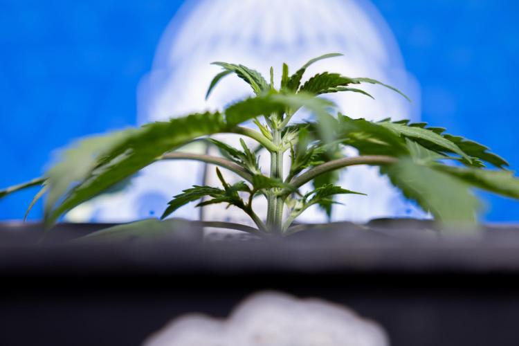 Critical Cheese Auto II - Zamnesia x B&B. Week 2 - Critical Cheese II - Veg - Day 16