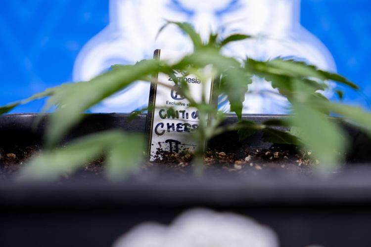 Critical Cheese Auto II - Zamnesia x B&B. Week 2 - Critical Cheese II - Veg - Day 16