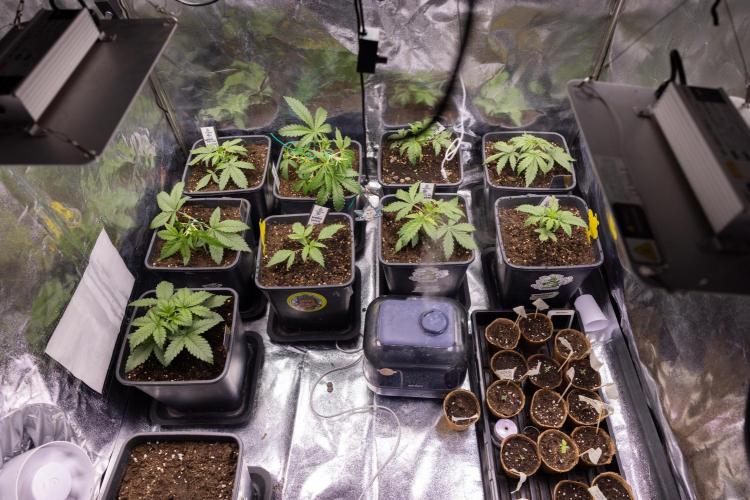 Critical Cheese Auto II - Zamnesia x B&B. Week 2 - Critical Cheese II - Veg - Day 16