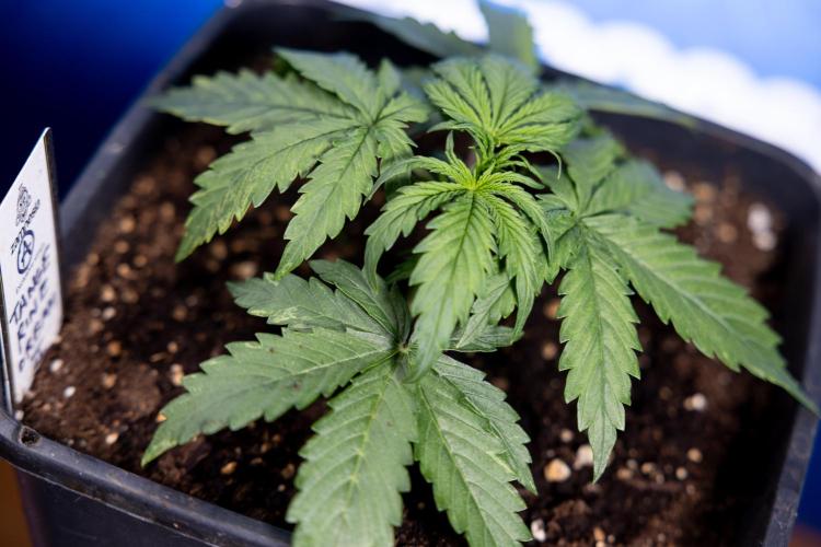 Tangerine Dream II Auto - Zamnesia x B&B. Week 2